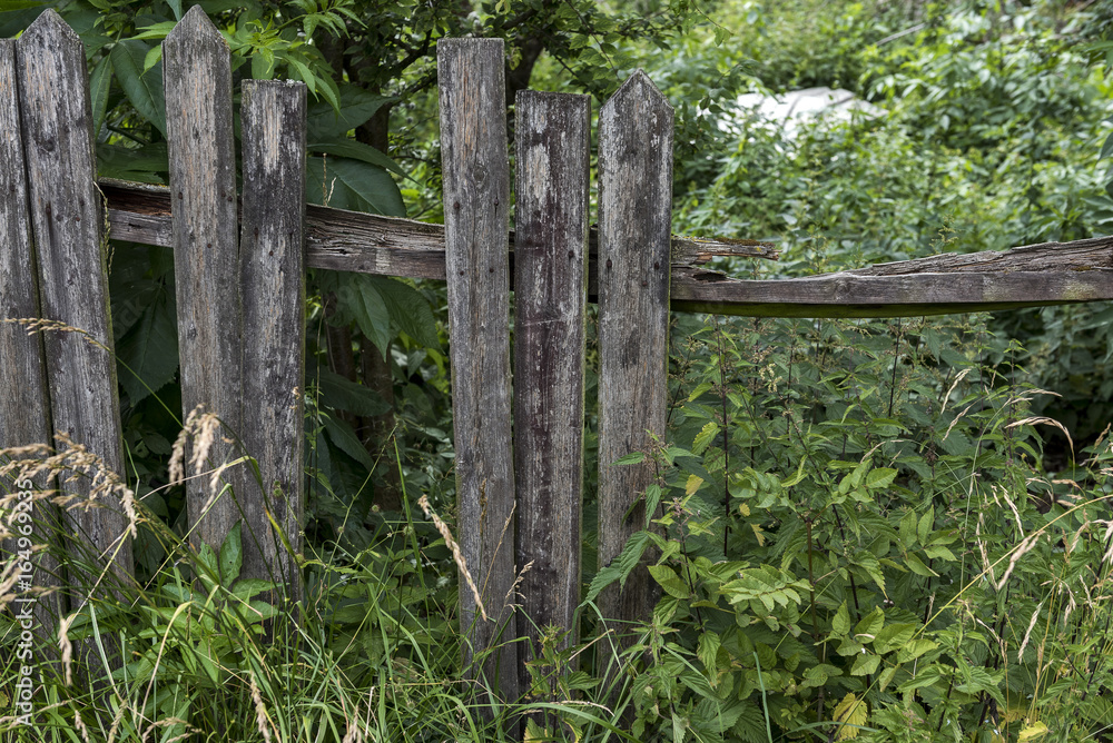 A broken fence overgrown with nettles A broken fence overgrown with nettles