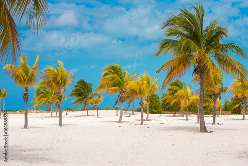 White sand and palm trees on the beach Playa Sirena  Cayo Largo  Cuba. Copy space for text.