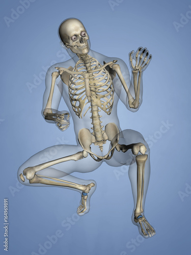 Navicular Bone, 3D Model