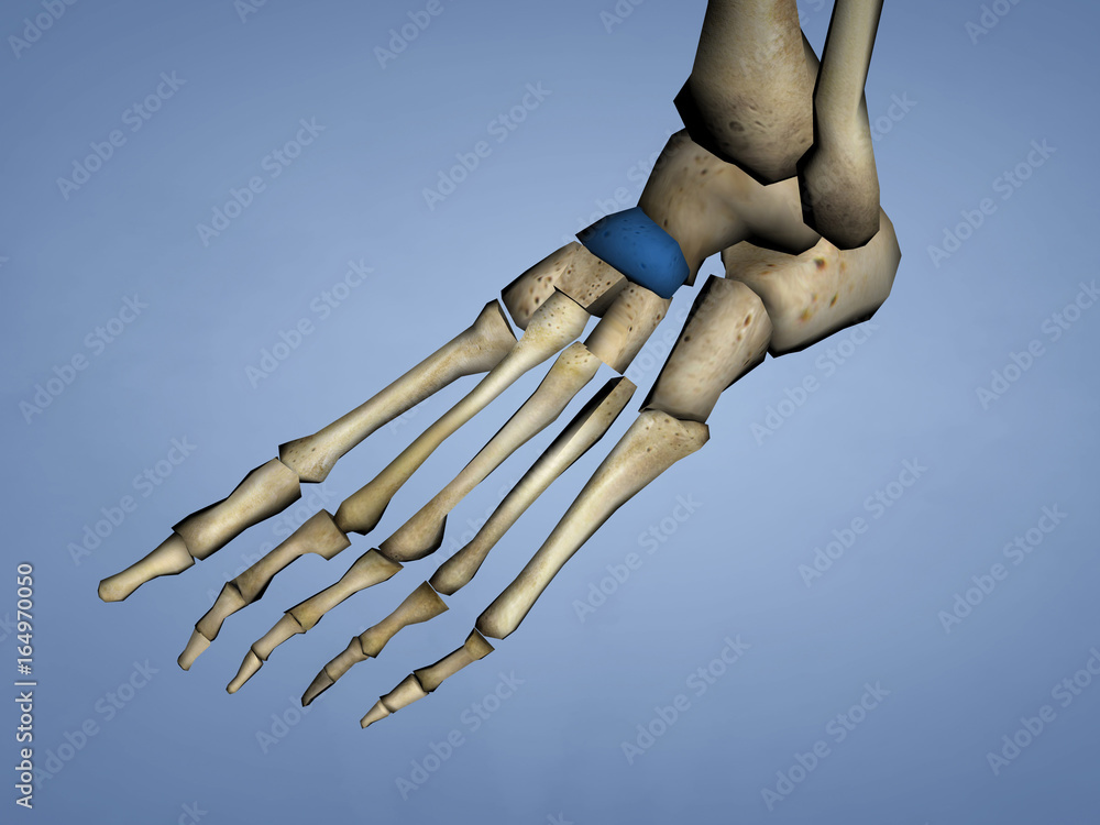 Navicular Bone, 3D Model Stock Illustration | Adobe Stock