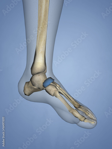 Navicular Bone, 3D Model photo