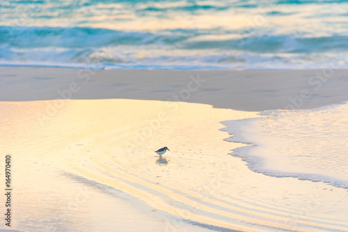 Bird on the shore of the beach Playa Paradise of the island of Cayo Largo  Cuba.