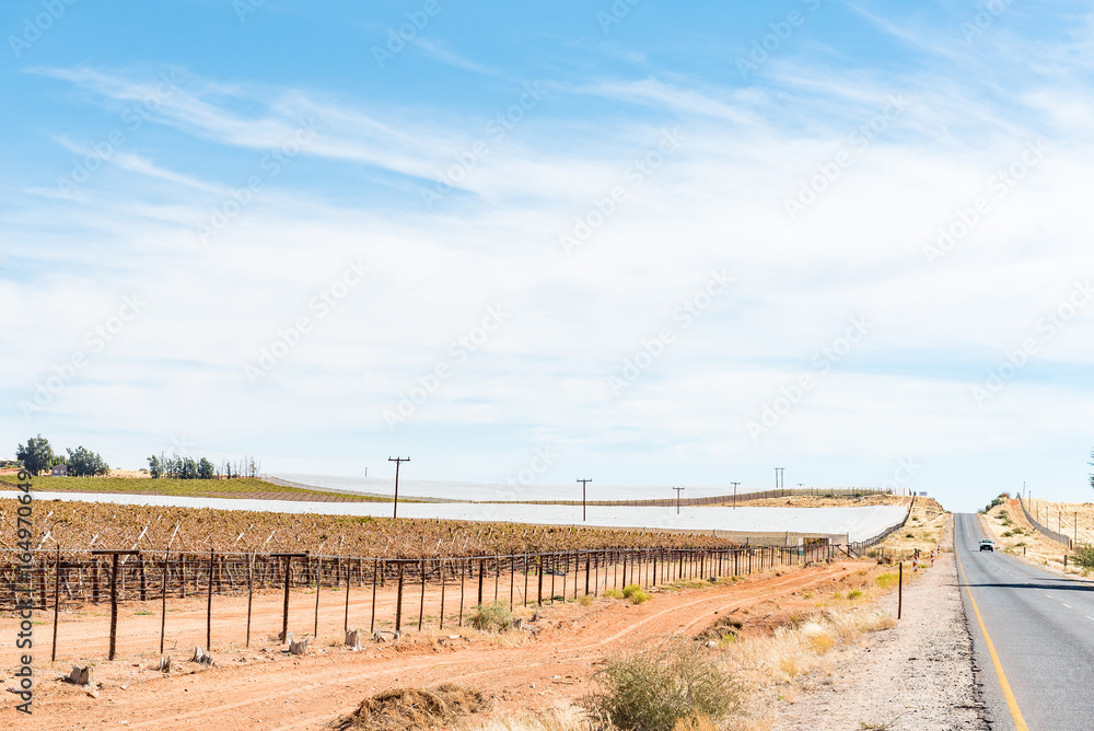 Road between Marchand and Augrabies town with vineyards