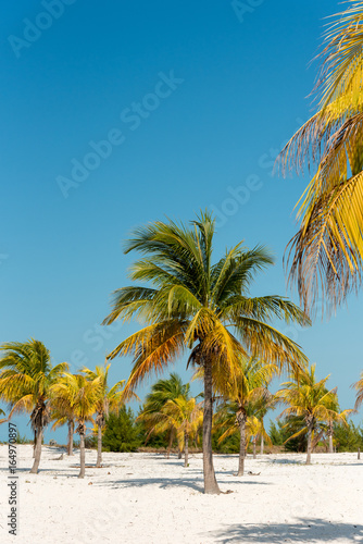 White sand and palm trees on the beach Playa Sirena  Cayo Largo  Cuba. Copy space for text. Vertical.