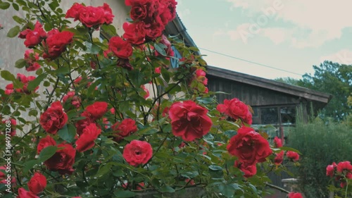 Red Rose Bush
