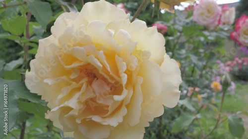 Yellow Rose