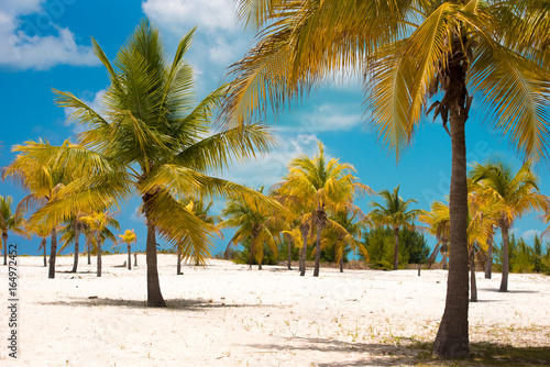 Photography White sand and palm trees on the beach Playa Sirena, Cayo Largo, Cuba