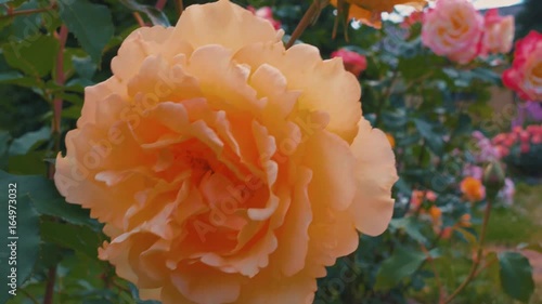 Orange Rose