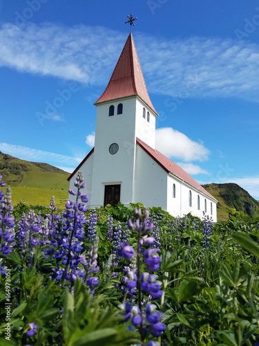 Field of lupine with church in the background