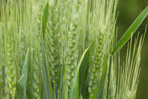 Green Ear of Corn