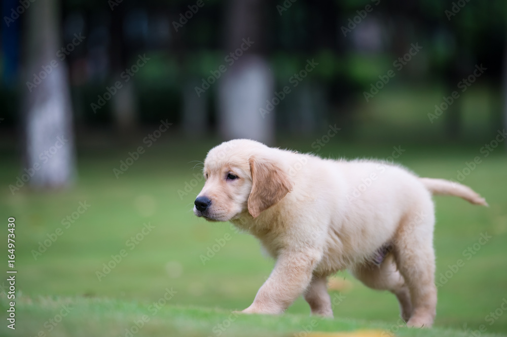 Golden Retriever puppies on the grass Golden Retriever puppies on the grass