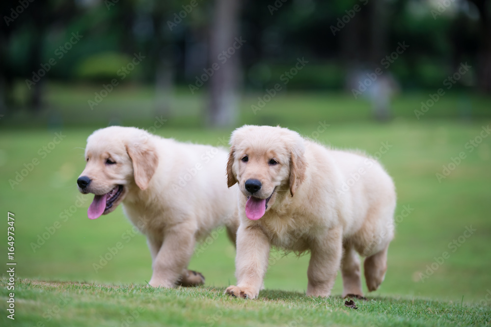 Golden Retriever puppies on the grass Golden Retriever puppies on the grass