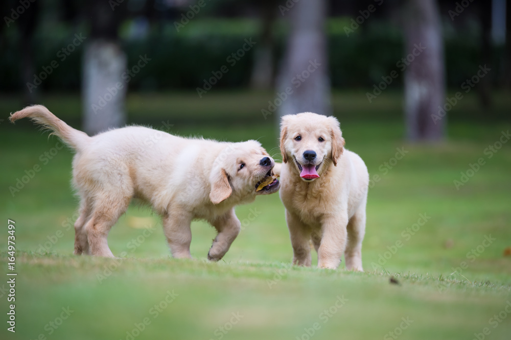 Golden Retriever puppies on the grass