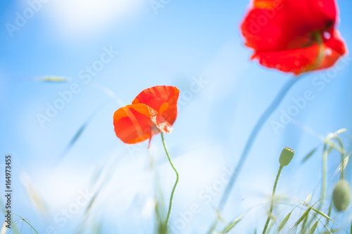 Red opium flower on blue sky background.Red poppies blossom on wild field.Opium poppy. Natural drugs. Macro opium flower. Poppy flower.