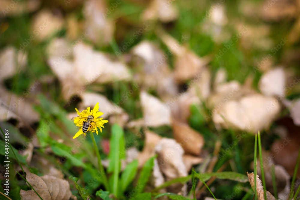 Wasp on the yellow Dandelion
