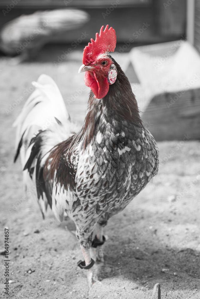 Rooster on a black and white background