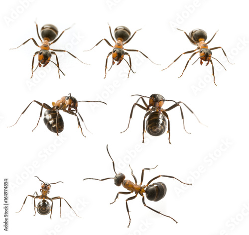 Red wood ant (Formica rufa) close up - macro photography - collection © Vera Kuttelvaserova