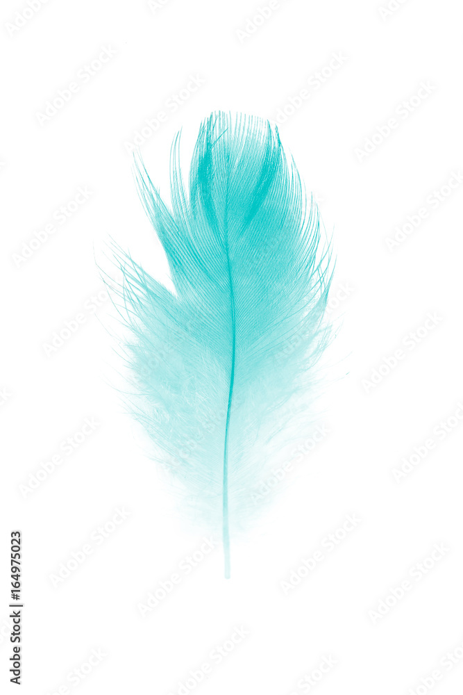 feather color green turquoise on white background feather color green turquoise on white background