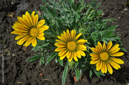 Gazania