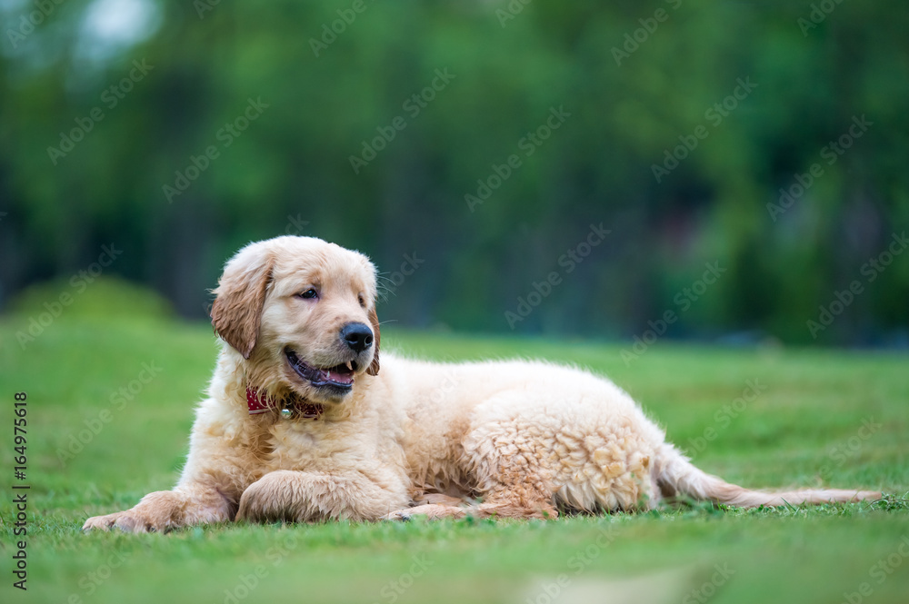 Cute Golden Retriever puppy