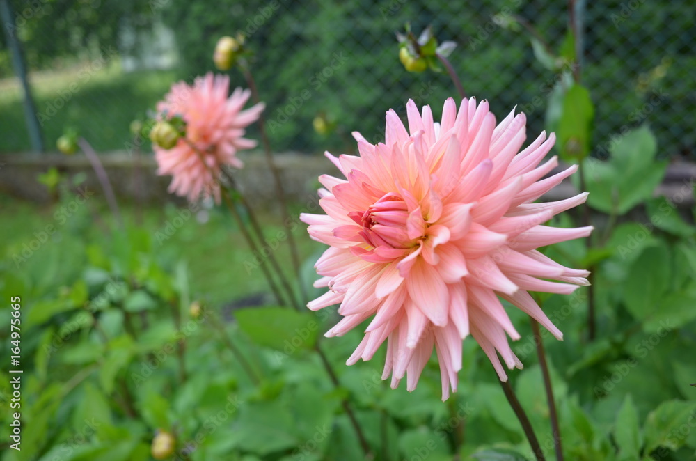 Obraz premium Georginia