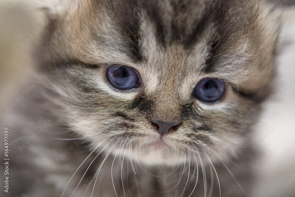Cute Persian cat kitten on the bed Cute Persian cat kitten on the bed