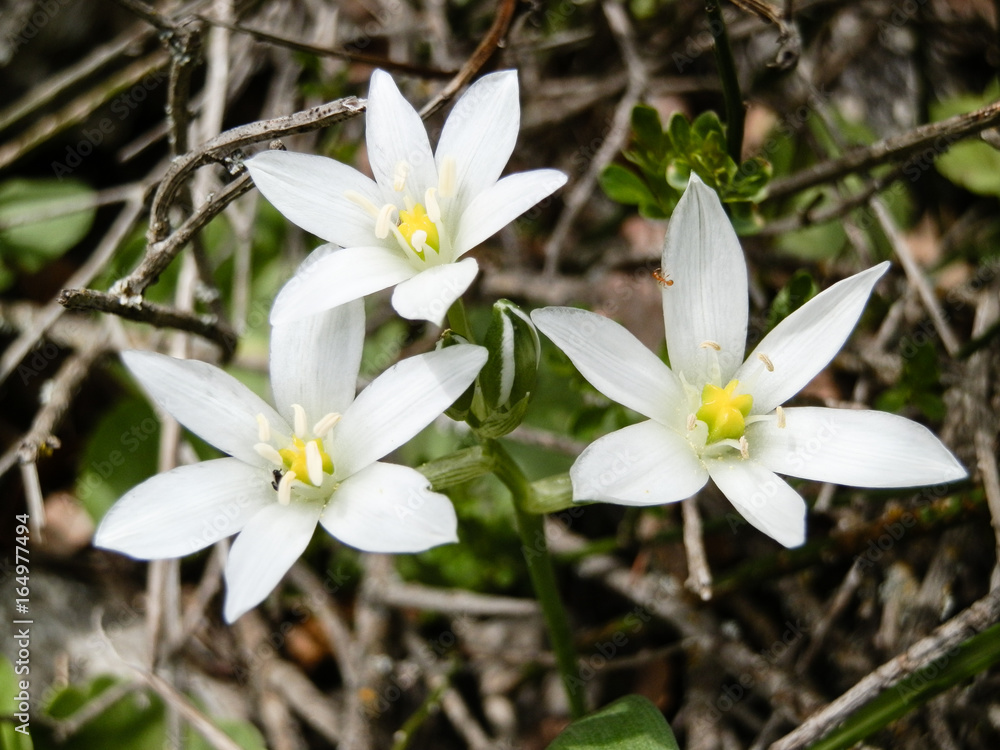 Fototapeta premium Soft meadow white flower in Turkey mountains