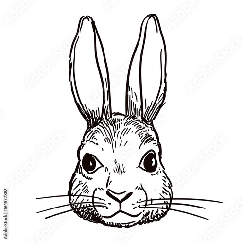 Vector hand-drawn pen and ink black and white sketch character illustration of a bunny rabbit head portrait. Realistic vintage retro style hare face design element. Nature, wildlife woodland theme art
