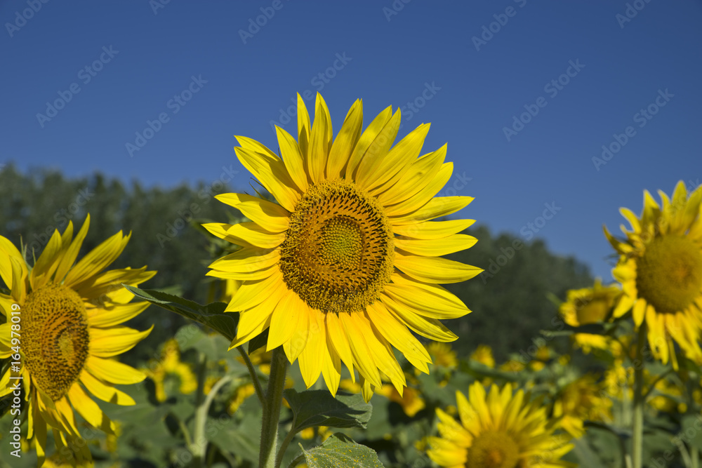 A field of sunflowers with blue sky background