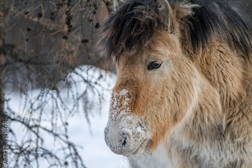 Obraz na płótnie Yakut horse portrait close up. Northern horse from Yakutia. Yakut horses graze at winter sunset, Yakutia, Russia w salonie