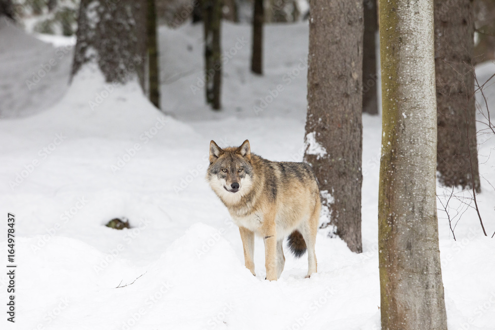 Obraz premium Wolf in winter