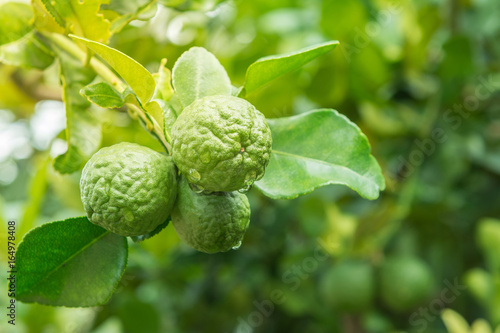 close up of bergamot fruit on tree, herbal plant at home garden with blur background photo