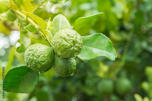 close up of bergamot fruit on tree, herbal plant at home garden with blur background