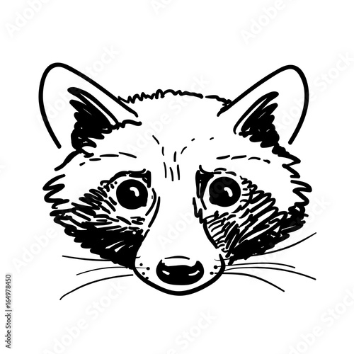 Pen and ink raccoon head sketch