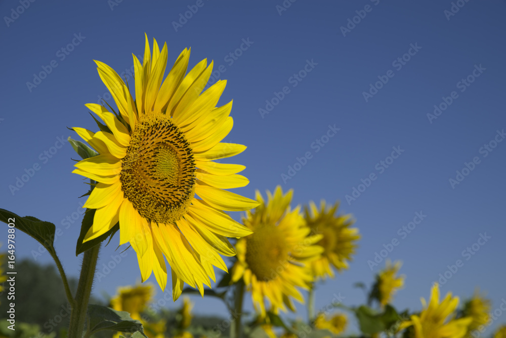 A field of sunflowers with blue sky background A field of sunflowers with blue sky background