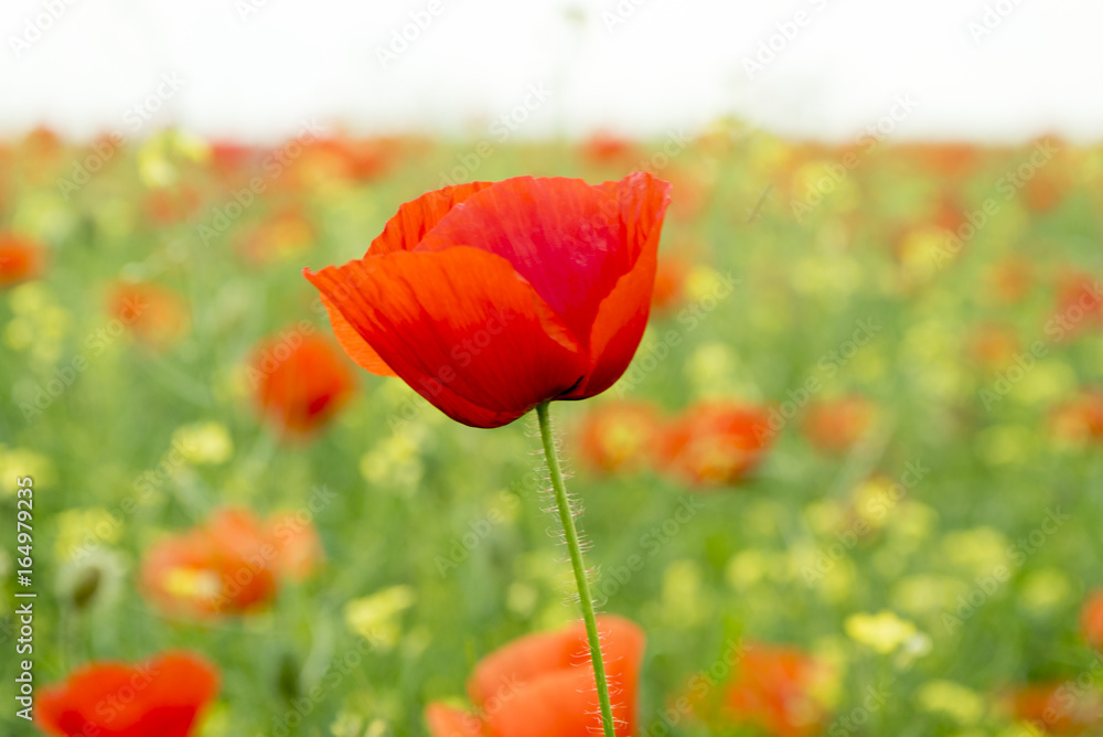 Poppy Flower on the field