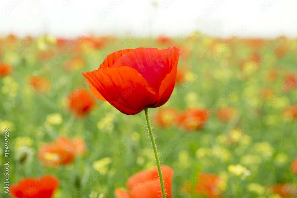 Naklejka premium Poppy Flower on the field
