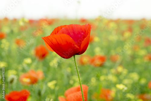 Poppy Flower on the field