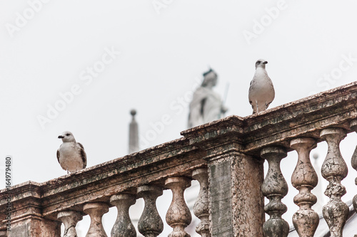 Two seagulls stand on fence.