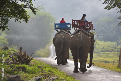 Photography Two female tourists ride elephants through the jungle in northern Laos