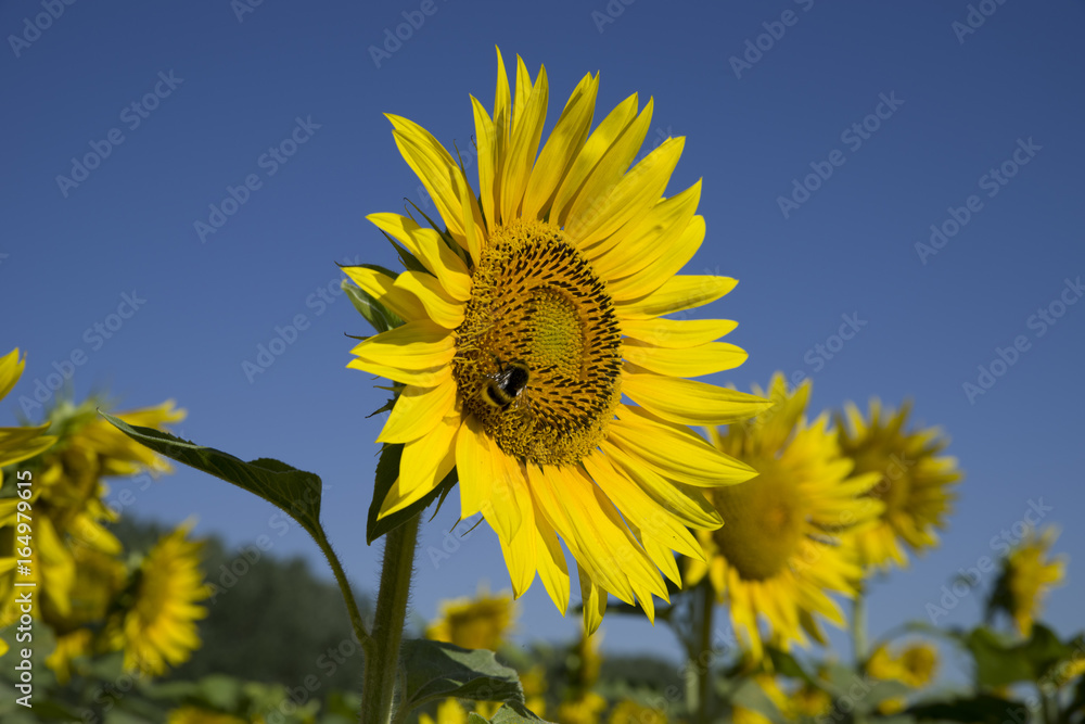 A field of sunflowers with blue sky background A field of sunflowers with blue sky background