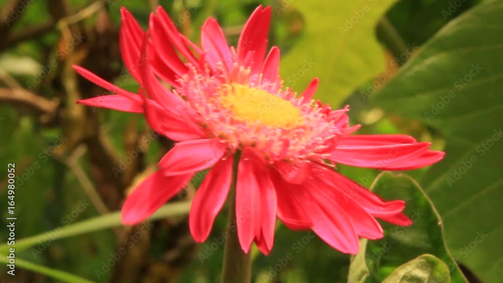 red gerberas are blooming in the garden
red gerberas are blooming in the garden