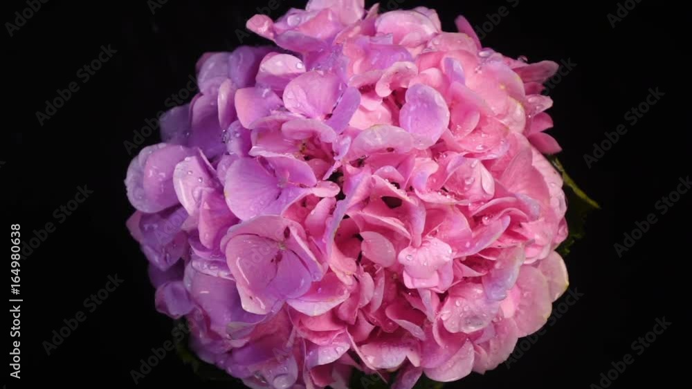 Beautiful light pink hydrangea spraying by water against black background in slow motion. Top view. Shooting with high-speed camera.
Beautiful light pink hydrangea spraying by water against black background in slow motion. Top view. Shooting with high-speed camera.