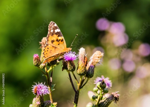 A butterfly on a thistle. 
