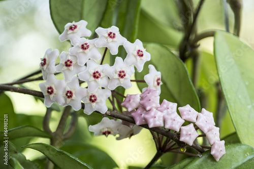 Hoya carnosa, the porcelainflower or wax plant, is an Asclepiad species in the dogbane family.It is one of the many species of Hoya that are native to Eastern Asia and Australia. 