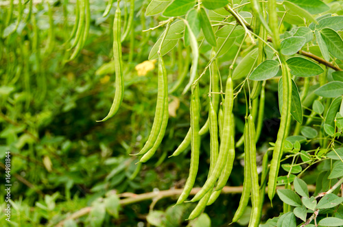 selective focus of  fresh green beans in field farm
