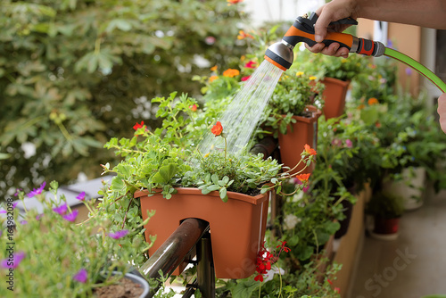 Growing flowers urban balcony. Man floating flowers with a hose. Pots of flowers - Pelargonium Portulaca, tagetis, bidens,Delosperma.