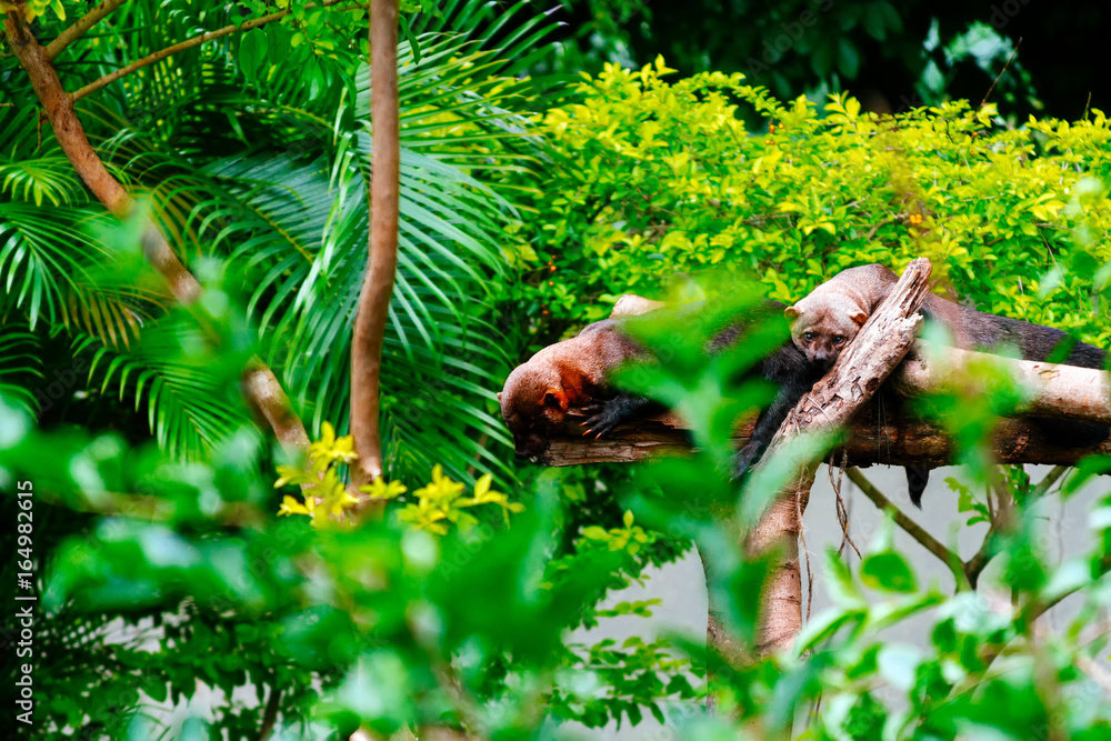 Fototapeta premium Two tayras rest on a branch in a zoo