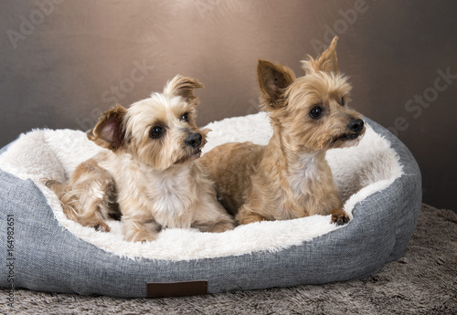 Photography Two beautiful Yorkshire terriers laying in their basket, with a brown background