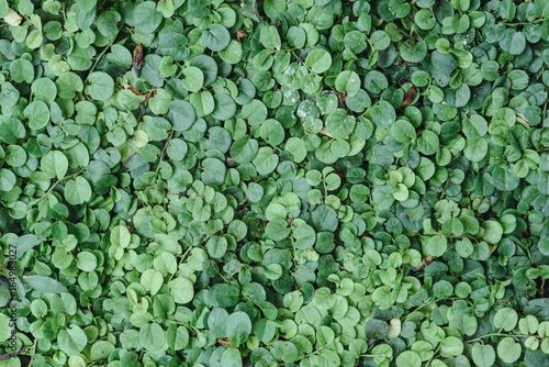 Green leaf background, Green texture